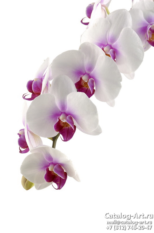 White orchids 50